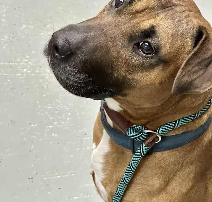 Photo of Bosco