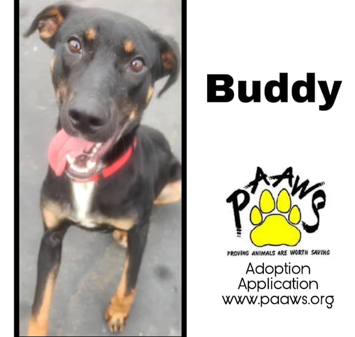 Photo of Buddy