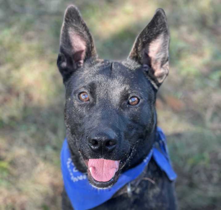 Photo of Kong