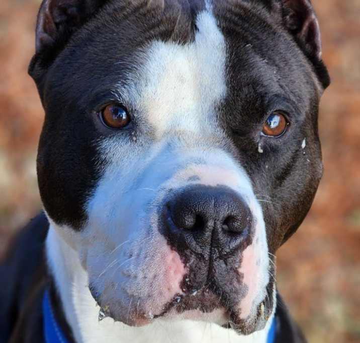 Photo of Clovis