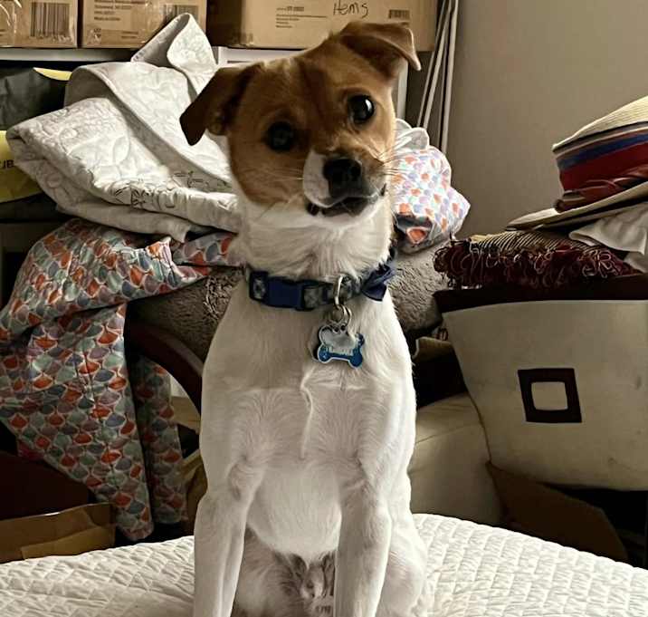 Photo of Toby