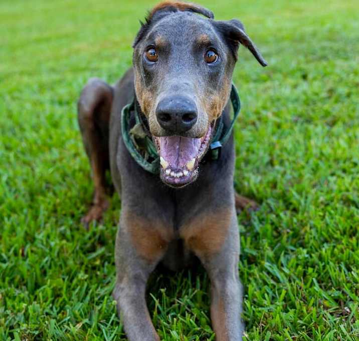 Photo of Indy