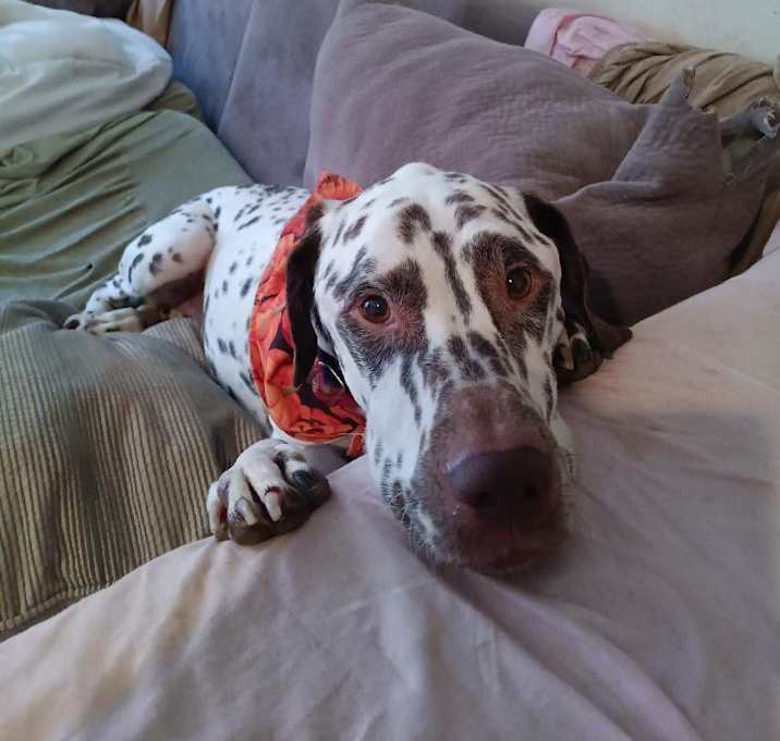 Photo of Maverick