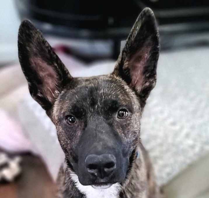 Photo of Frankie
