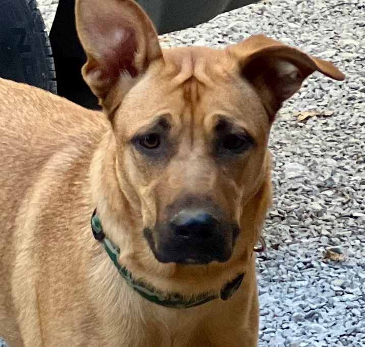 Photo of GINGER