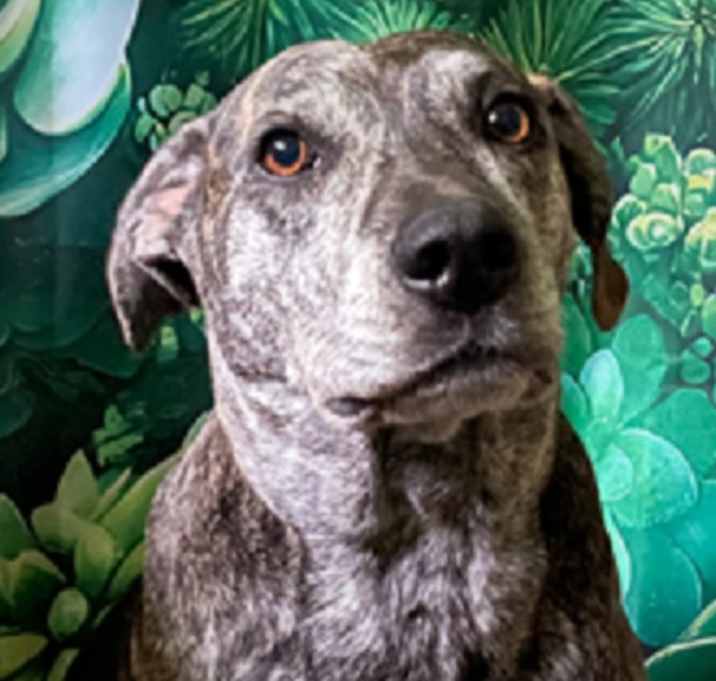 Photo of Sadie-Dedicated and Loyal