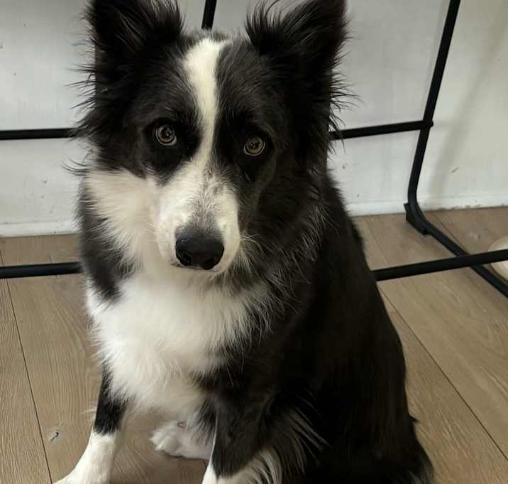 Photo of Marley