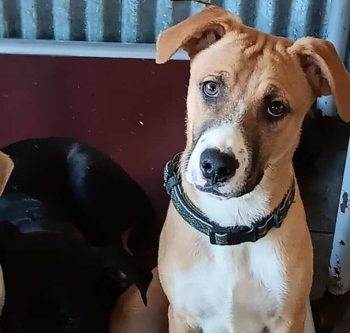 Photo of Alfie