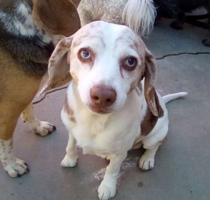 Photo of Lukey - Adopted 11/9/24!