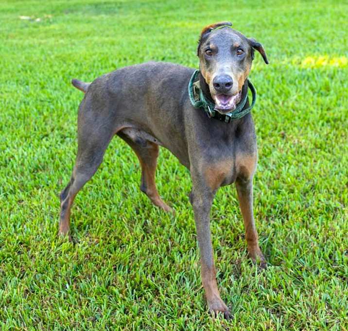 Photo of Indy