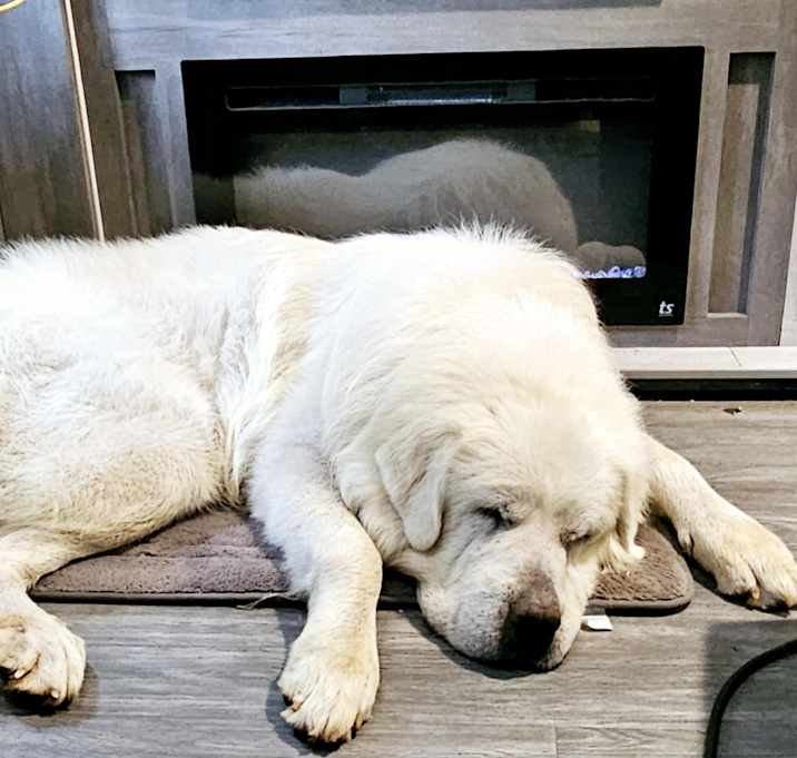 Photo of Bumble