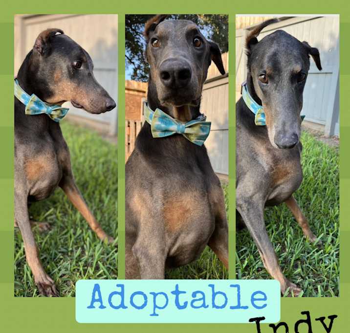 Photo of Indy