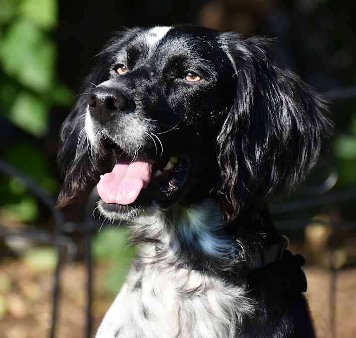 Photo of Winston-ADOPTION PENDING!