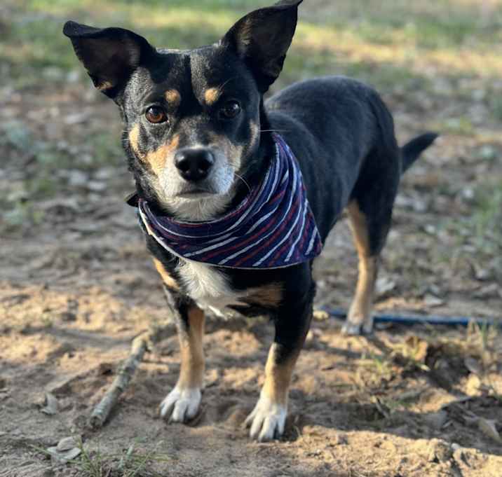 Photo of Rascal