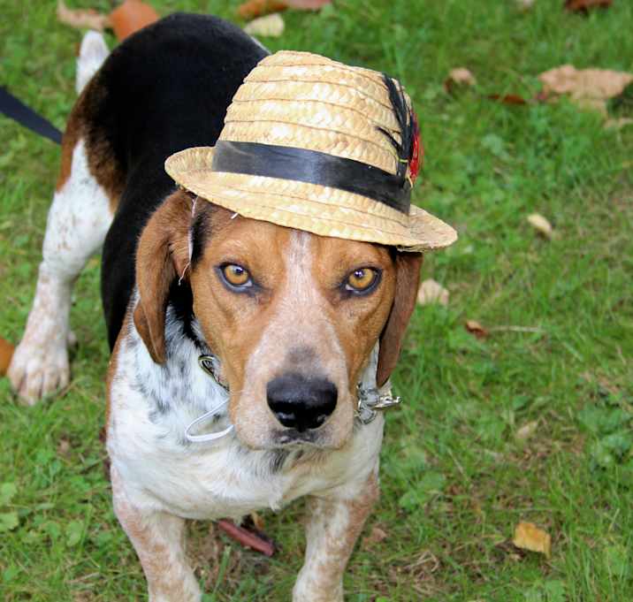 Photo of Gumbo
