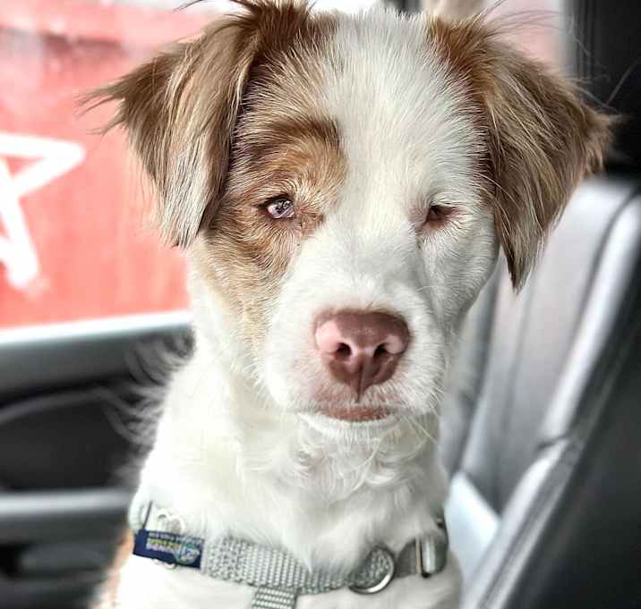 Photo of Scout