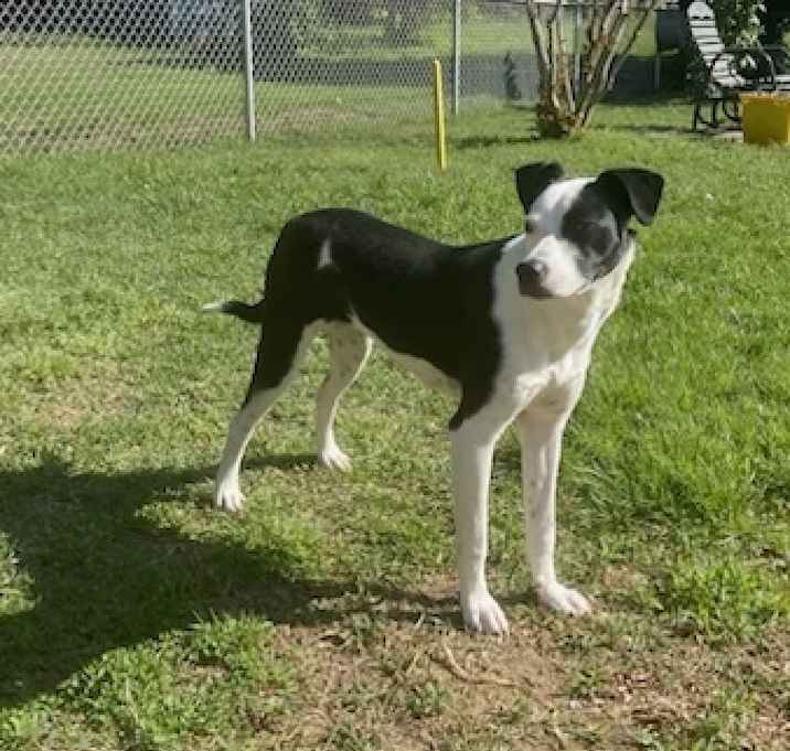 Photo of Pup Spyro