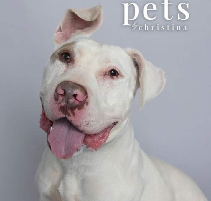 Photo of Meatball aka Pete