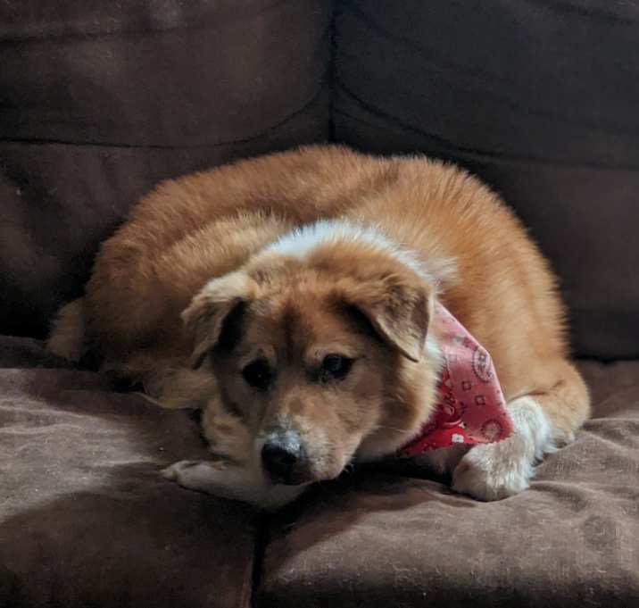 Photo of Nugget