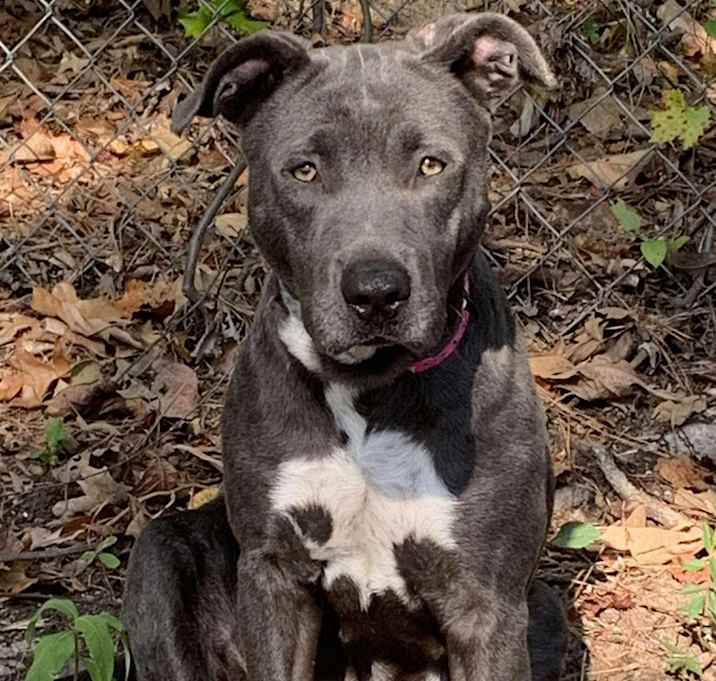 Photo of Gracie