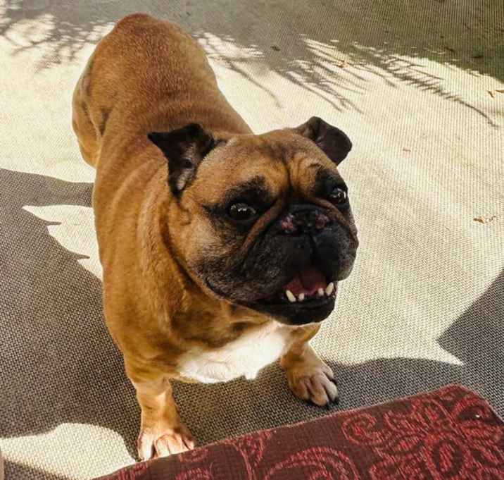 Photo of Sadie