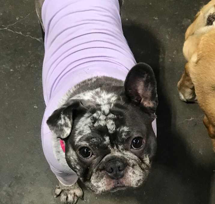 Photo of Pearl