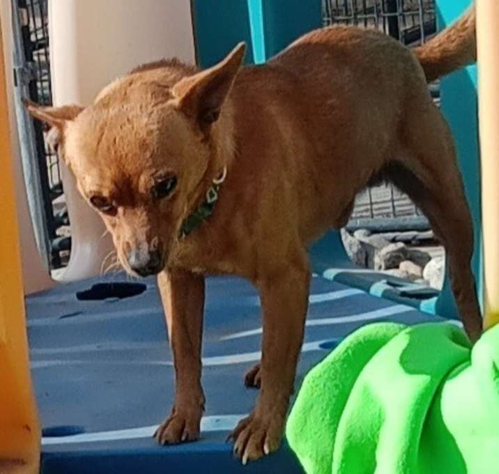 Photo of Cheech