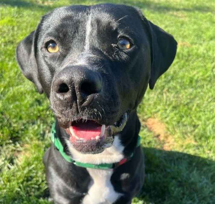 Photo of Roscoe