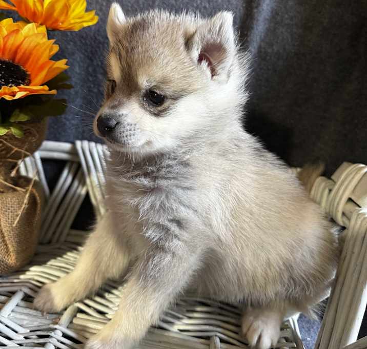 Photo of Suka