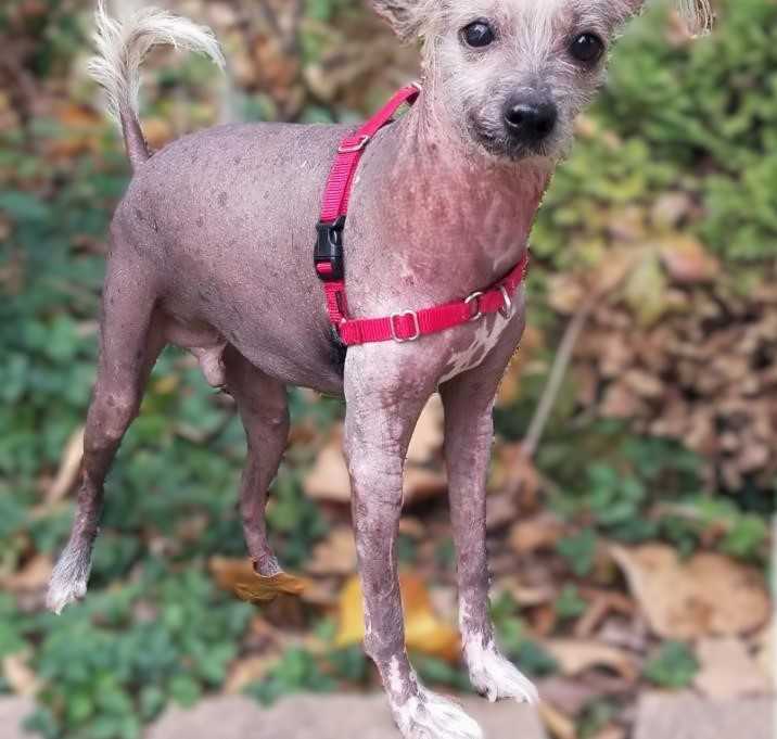Photo of Joey-Adoption pending