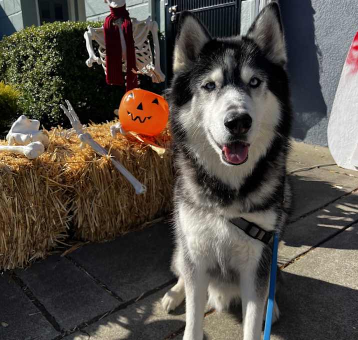 Photo of Kodi