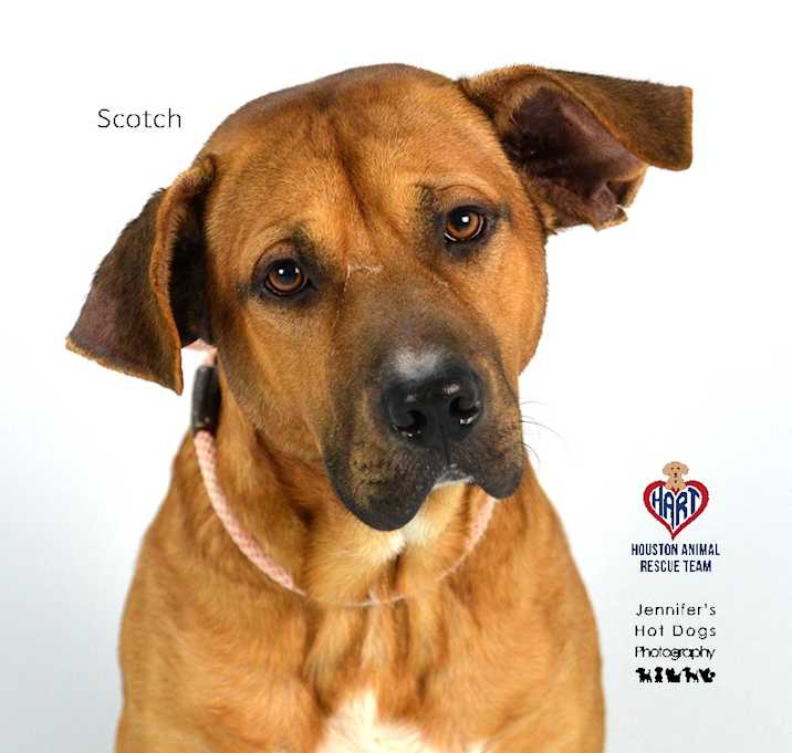 Photo of Scotch