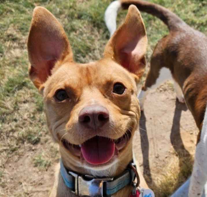 Photo of Buddy