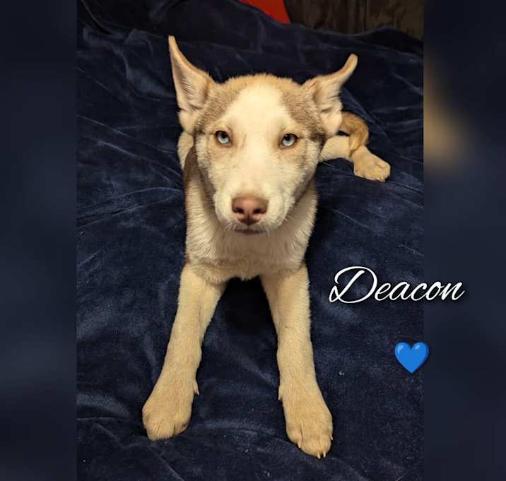 Photo of Deacon (PENDING ADOPTION)
