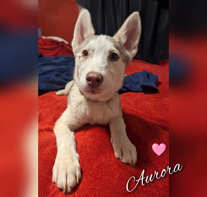 Photo of Aurora