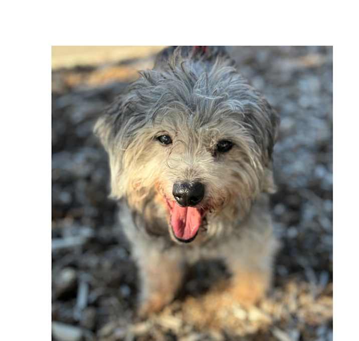Photo of Mugsy-Adopted!