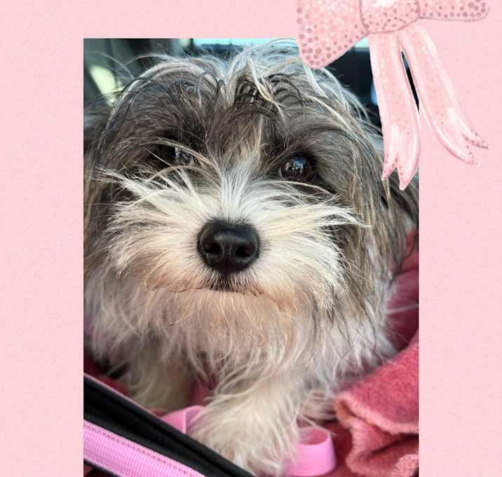 Photo of Belle-Adopted!