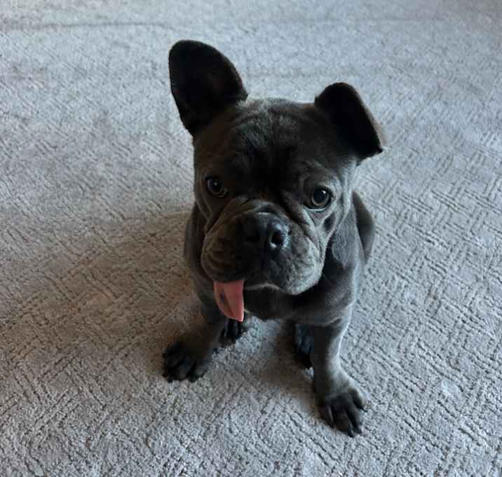 Photo of Birdie