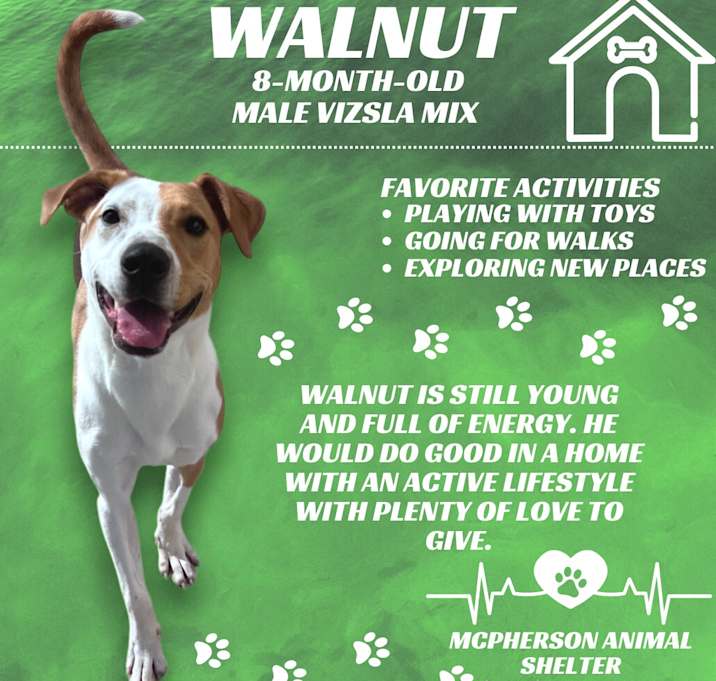 Photo of Walnut