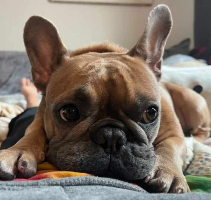 Photo of Stella
