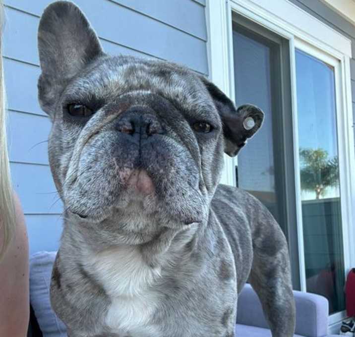 Photo of Dozer