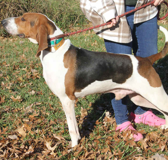 Photo of Boone