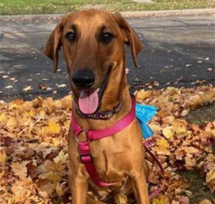 Photo of Peanut