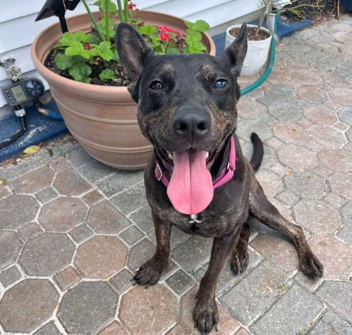 Photo of Shadow