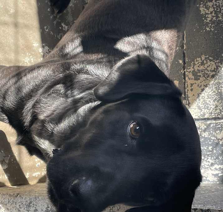 Photo of SCOUT