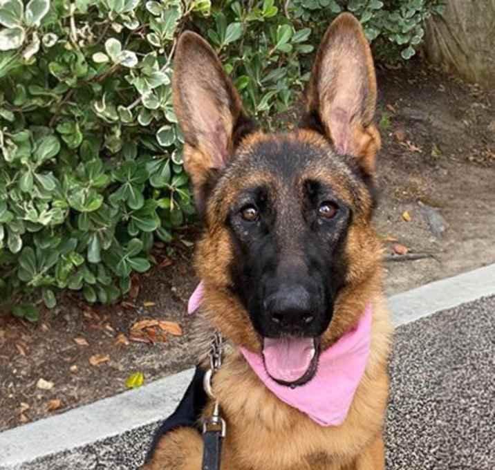 Photo of Juno