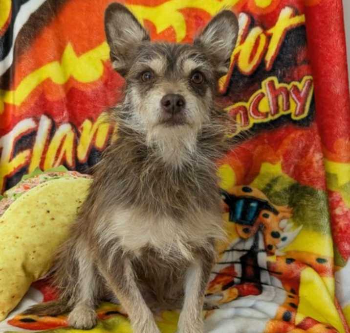 Photo of Snoop Dog