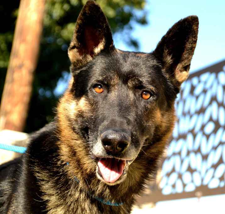 Photo of Buddy Boy