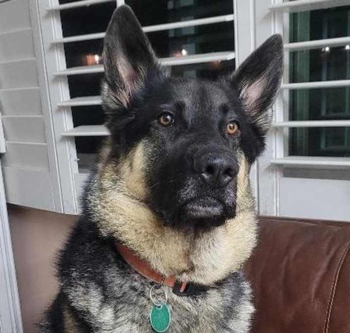 Photo of Auggie
