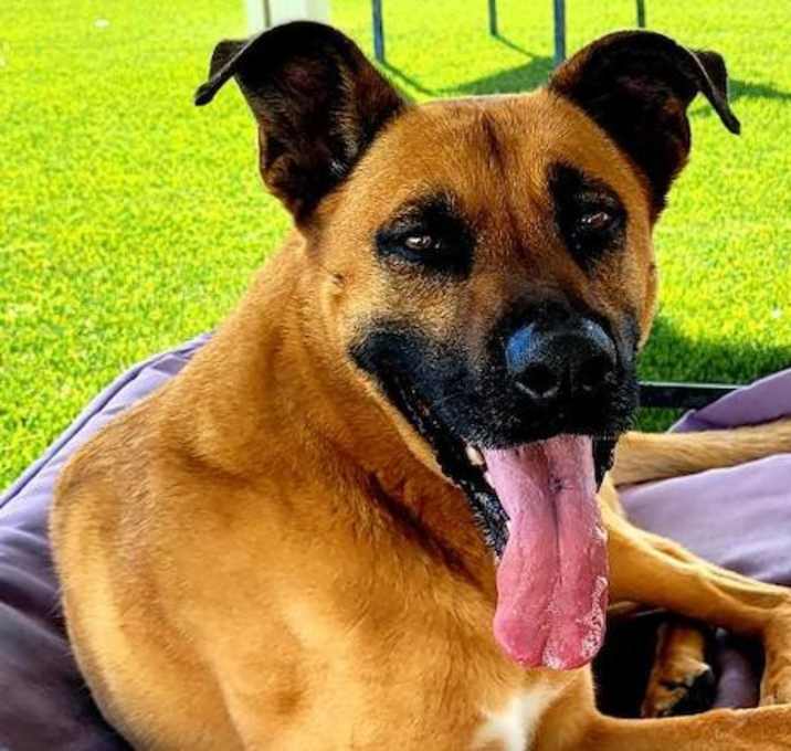 Photo of Buddy